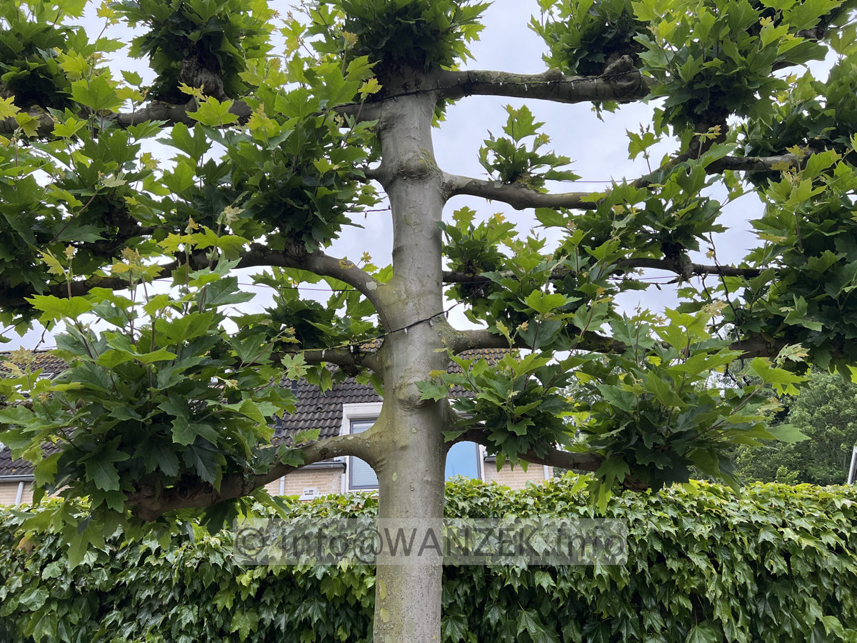 Platanus hispanica - Spalier 03.jpg